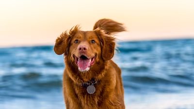 Impfpflicht für Hunde in Spanien: Was Sie wissen müssen