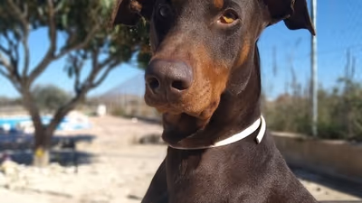 Mit dem Hund nach Spanien fliegen: Der komplette Ratgeber für 2025