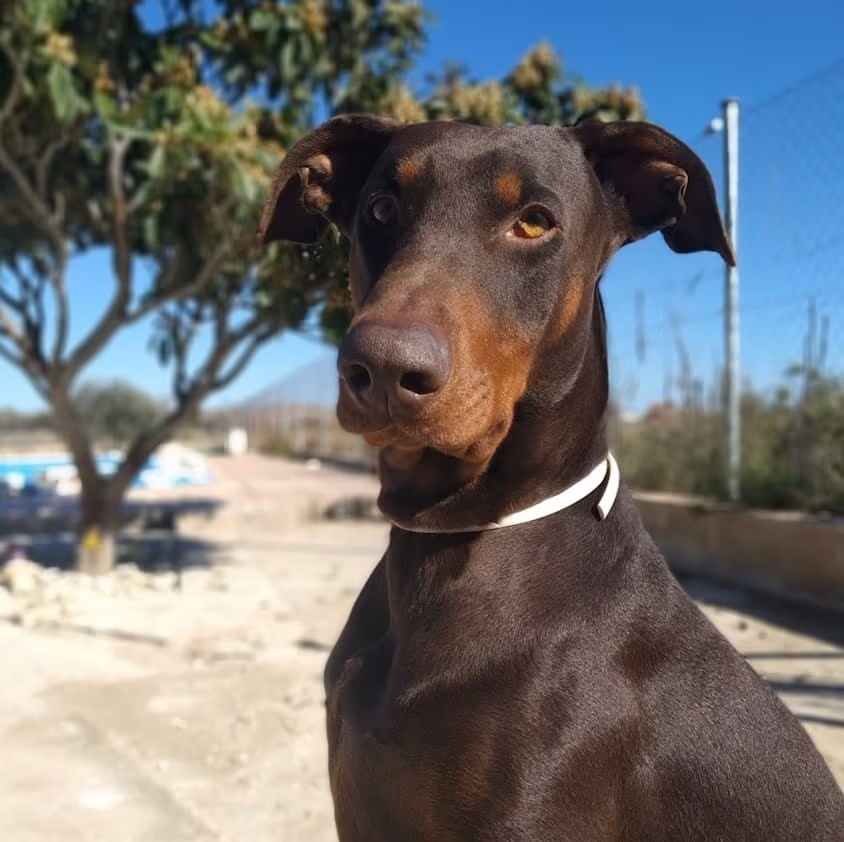 Mit dem Hund nach Spanien fliegen: Der komplette Ratgeber für 2025