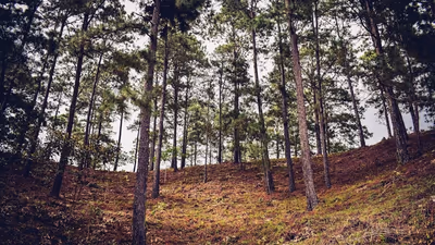 Raupenalarm: Vélez-Málaga rüstet auf