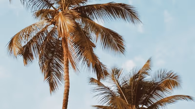 Tödliche Gefahr: Palme stürzt auf Auto