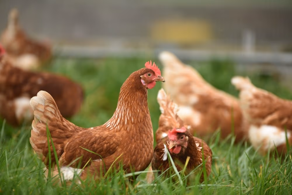 Vogelgrippe in Spanien auf dem Vormarsch