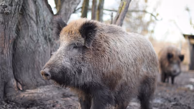 Wildschwein-Alarm: Malaga greift durch