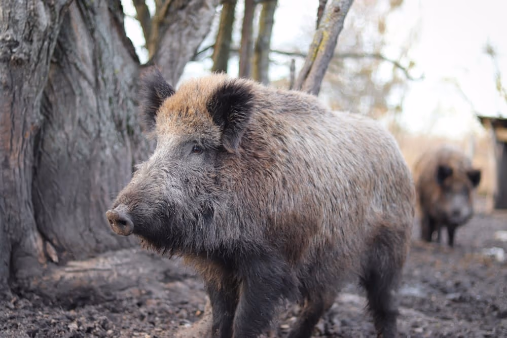 Wildschwein-Alarm: Malaga greift durch